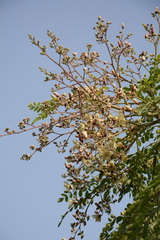Moringa concanensis