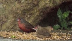 Lagonosticta rubricata