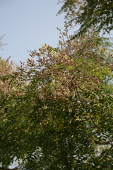 Moringa concanensis