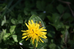 Tenthredo frauenfeldii