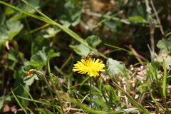 Tenthredo frauenfeldii