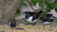 Spermestes fringilloides