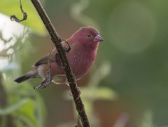 Lagonosticta senegala rendalli