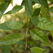 Aporosa acuminata - Photo (c) Siddarth Machado, algunos derechos reservados (CC BY), subido por Siddarth Machado