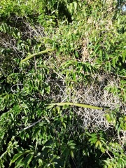 Strophanthus petersianus