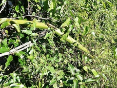 Strophanthus petersianus grandiflorus