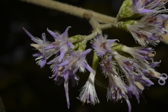 Strobocalyx arborea