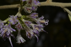Strobocalyx arborea
