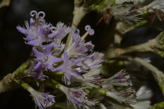Strobocalyx arborea