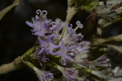 Strobocalyx arborea