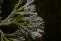 Strobocalyx arborea