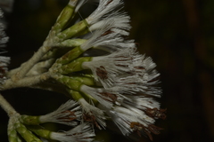 Strobocalyx arborea