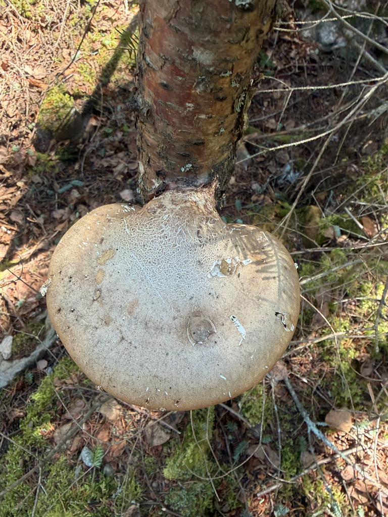 birch polypore · May 2026 · photo: Photo: (c) Rob Foster, some rights reserved (CC BY) · iNaturalist