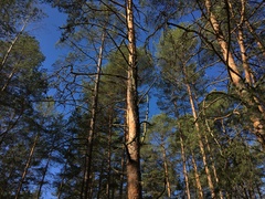 Cronartium flaccidum