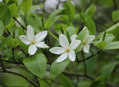 Gardenia resinifera