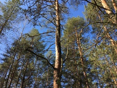 Cronartium flaccidum