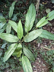 Piper arboreum, photograph (c) LPB, some rights reserved (CC BY)