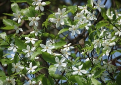 Gardenia resinifera
