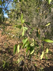 Terminalia oblongata