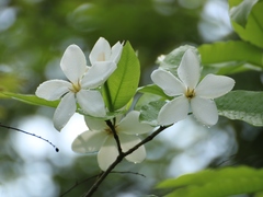 Gardenia resinifera