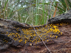 Calocera guepinioides