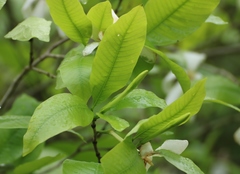 Gardenia resinifera