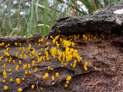 Calocera guepinioides