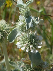 Marrubium incanum