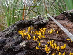 Calocera guepinioides
