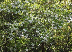 Gardenia resinifera