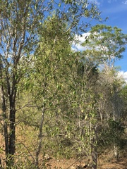 Terminalia oblongata