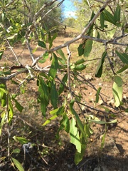 Terminalia oblongata