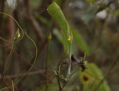 Gardenia resinifera