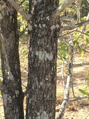 Terminalia oblongata