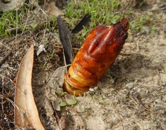 Abantiades atripalpis