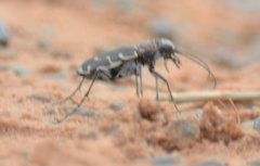 Cicindela repanda repanda