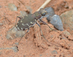 Cicindela repanda repanda