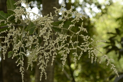 Meliosma simplicifolia simplicifolia