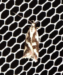 Epithymema incomposita