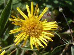 Pentanema montanum
