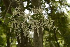 Meliosma simplicifolia simplicifolia