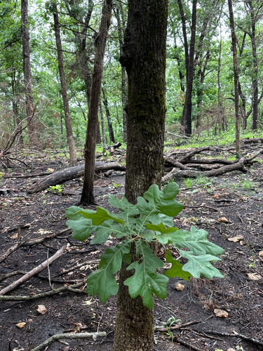 iNaturalist observation photo of post oak