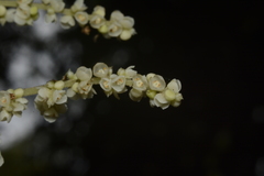 Meliosma simplicifolia simplicifolia