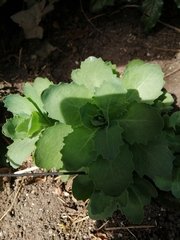 Hylotelephium telephium