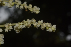 Meliosma simplicifolia simplicifolia