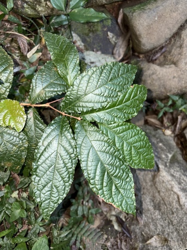 Campomanesia reitziana, photograph 1