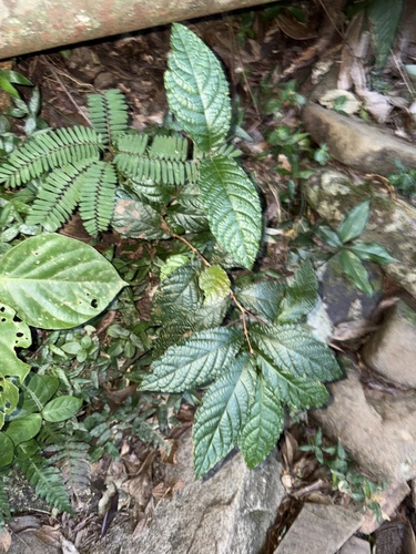 Campomanesia reitziana, photograph 2