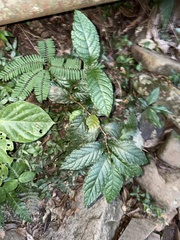 Campomanesia reitziana, photograph (c) LPB, some rights reserved (CC BY)