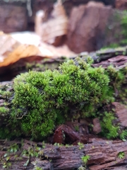 Dicranum flagellare