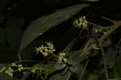 Otonephelium stipulaceum